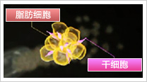 聖心美容外科